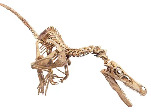 velociraptor: a small agile dinosaur, of the genus Velociraptor, having sickle-shaped claws. It is also thought...