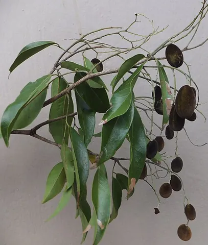 velvet tamarind: dialium cochinchinense, native to southeast Asia