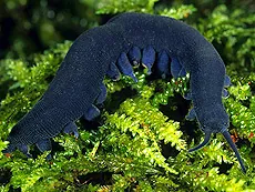 velvet worm: any of the phylum Onychophora of wormlike invertebrates, characterized by velvety skin texture,...