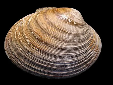 venerid: a short-necked clam of the family Veneridae