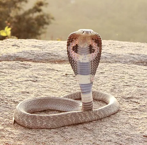 venomous: of an animal (specifically a snake) or parts of its body: producing venom (“a toxin intended for...