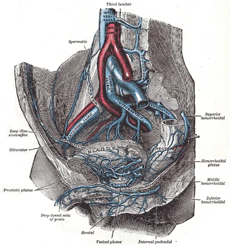 venous plexus: in vertebrates, a normal congregation anywhere in the body of multiple veins