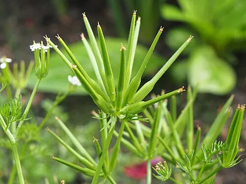 venus comb: an umbelliferous plant (Scandix pecten-veneris)