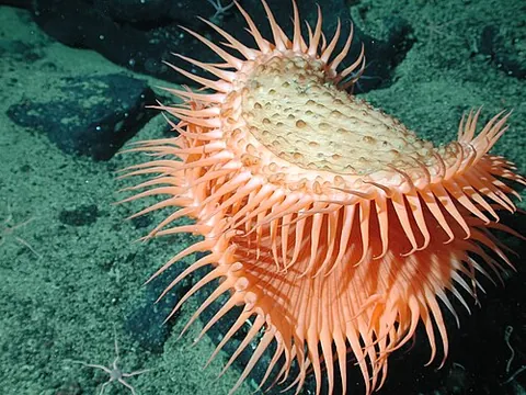 venus flytrap sea anemone: any member of the species Actinoscyphia aurelia of deep ocean sea anemones that uses its tentacles...