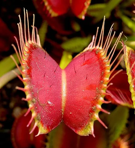 venus flytrap: an insectivorous plant (Dionaea muscipula) of the savannas of North and South Carolina, with hinged...