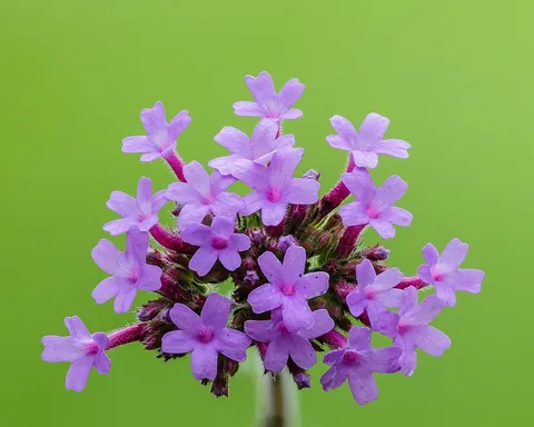 verbena: verbena, a genus of herbaceous plants of which several species are extensively cultivated for the...