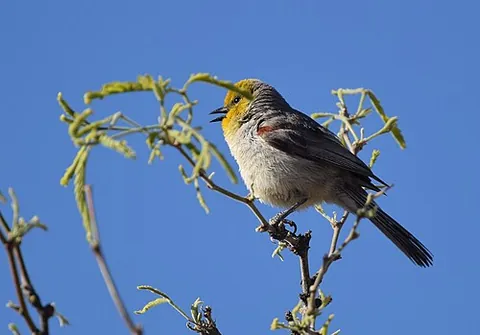 verdin: a small, yellow-headed passerine bird, Auriparus flaviceps, endemic to desert areas of the...