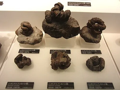 vermiconic: having a shell which is highly asymmetrical in three dimensions, with segments curving at irregular...