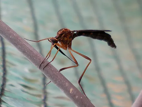 vermileonid: any insect of the family Vermileonidae