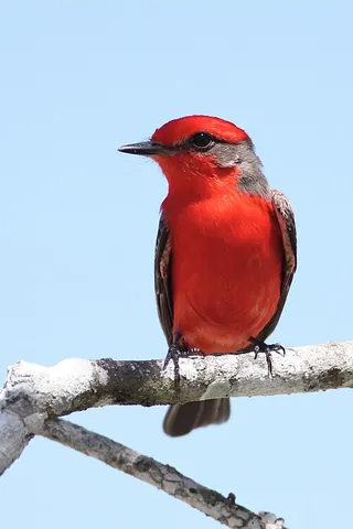 vermilion flycatcher: pyrocephalus rubinus, a small, bright red passerine bird in the Tyrannidae family