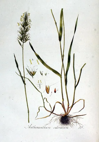 vernal grass: a grass of the species of genus Anthoxanthum