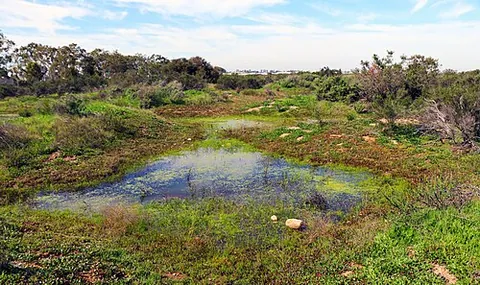 vernal pool: a temporary pool that occurs seasonally in places with poor drainage, often with the onset of...