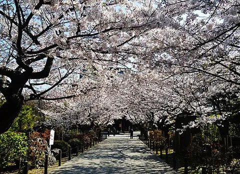 vernal: pertaining to or occurring in spring
