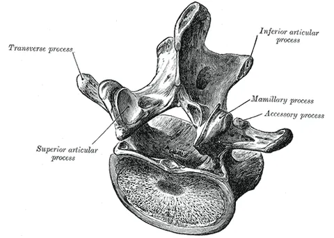 vertebra: any of the bony or cartilaginous segments which make up the backbone, consisting in some lower...