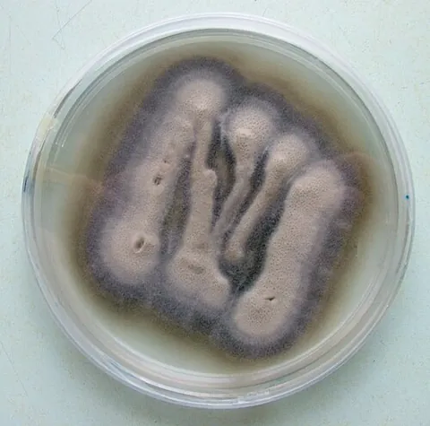 verticillium: any of many fungi, of the genus Verticillium, that cause wilt in plants