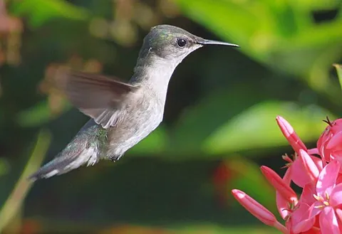 vervain hummingbird: mellisuga minima, a species of hummingbird found in the Caribbean