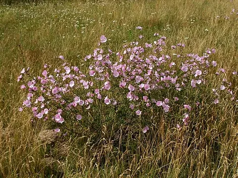 vervain mallow: any plant of species Malva alcea, in the mallow family, native to southwestern, central and eastern...