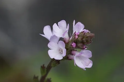 vervain: any herbaceous plant in the genus Verbena especially if used for medicinal purposes, primarily...