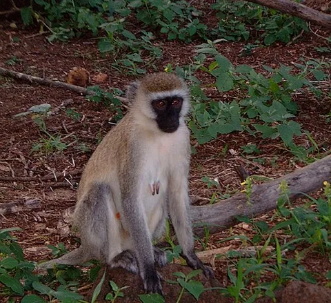 vervet: a small African monkey, Chlorocebus pygerythrus, having a long tail, a black face with white cheek...