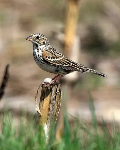 vesper sparrow: pooecetes gramineus, a medium-sized American sparrow