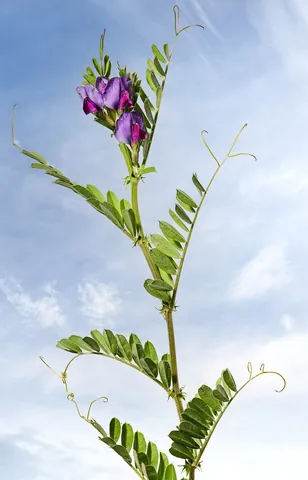 vetch: any of several leguminous plants, of the genus Vicia, often grown as green manure and for their...