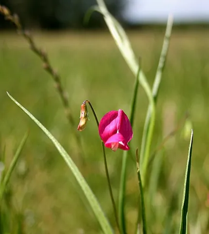 vetchling: any of the leguminous climbing plants of the genus Lathyrus