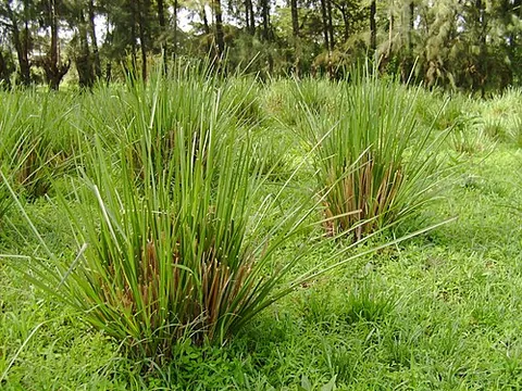 vetiver: the grass Chrysopogon zizanioides (synonym Vetiveria zizanioides), which is native to India, but...