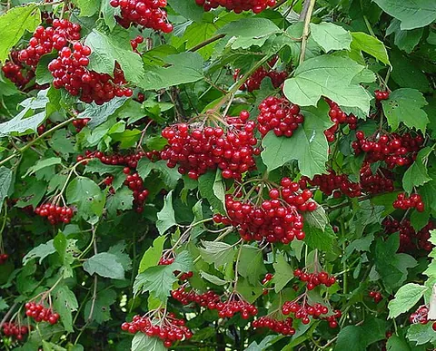 viburnum: any of many shrubs and trees, of the genus Viburnum, native to the Northern Hemisphere that have...