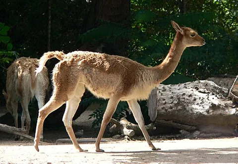 vicuna: a South American mammal, Lama vicugna, closely related to the alpaca, llama, and guanaco