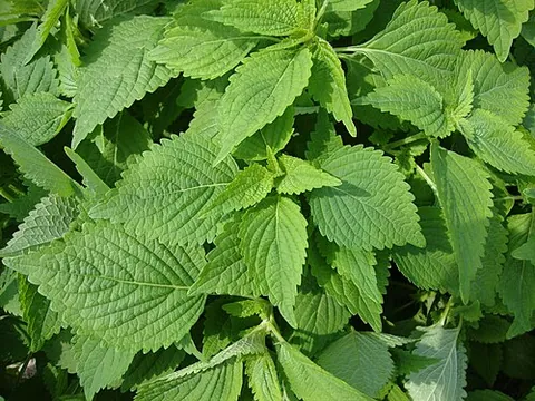 vietnamese balm: a Southeast Asian herb used in food for its lemon flavor, especially in Vietnamese cuisine,...