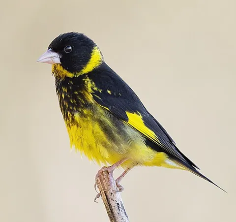 vietnamese greenfinch: chloris monguilloti, a small passerine bird in the finch family Fringillidae, endemic to the Đà Lạt...