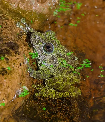 vietnamese mossy frog: theloderma corticale, a species of frog native to Southeast Asia