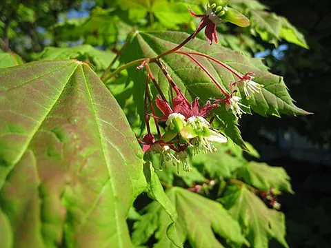 vine maple: a relatively small maple (Acer circinatum), found in western North America, resembling the Japanese...