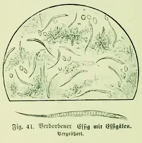 vinegar eel: turbatrix aceti, a nematode that feeds on mother of vinegar