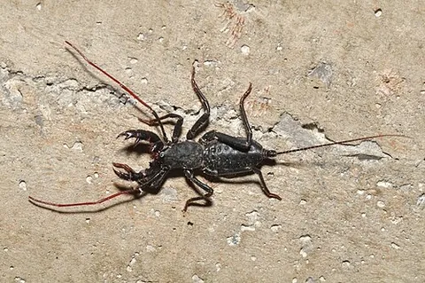 vinegaroon: a whip scorpion (arachnid of order Thelyphonida), which when threatened may eject a liquid...