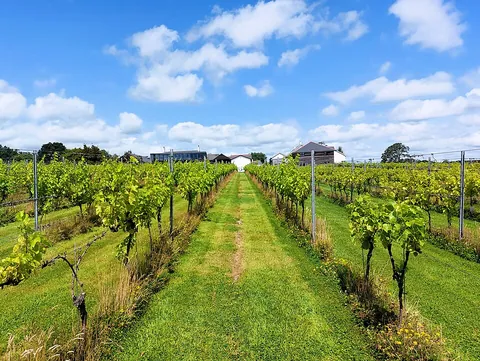 vineyard: a grape plantation, especially one used in the production of wine