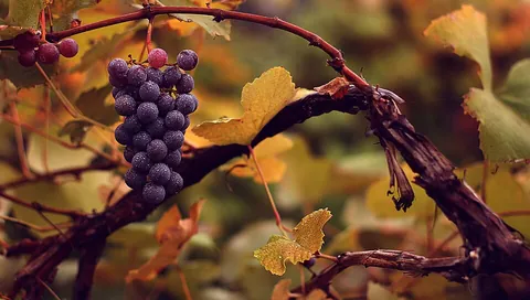 vinifera: vitis vinifera, the common grape vine
