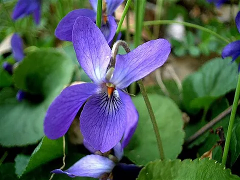 viola: any of several flowering plants, of the genus Viola, including the violets and pansies