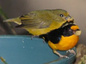 violaceous euphonia: euphonia violacea, a finch of South America