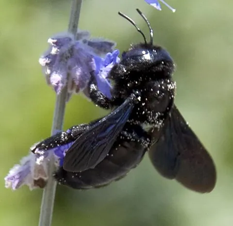 violet carpenter bee: a species (Xylocopa violacea) of the carpenter bee that is most common in Europe