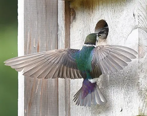 violet-green swallow: a small North American passerine bird, of species Tachycineta thalassina of the swallow family,...