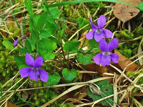 violet: a plant or flower of the genus Viola, especially the fragrant Viola odorata; (inexact)...