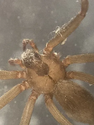 violin spider: any recluse spider (Loxosceles and Sicarius spp.), known for the violin-shaped marking on its thorax