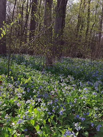 virginia bluebell: a spring-flowering plant of species Mertensia virginica, native to eastern North America