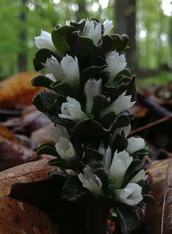 virginia pennywort: any member of the species Obolaria virginica of small flowering plants of the eastern US