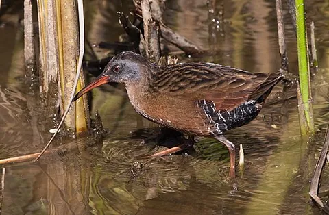 virginia rail: a small waterbird in the family Rallidae, of species Rallus limicola