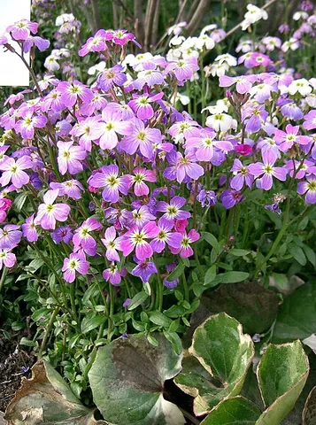 virginia stock: a fragrant flower of species Malcolmia maritima, related to the stock (Matthiola spp.), native to...