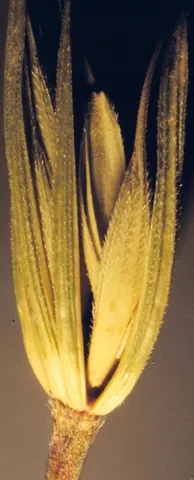 virginia wild rye: elymus virginicus, native to the northeastern United States