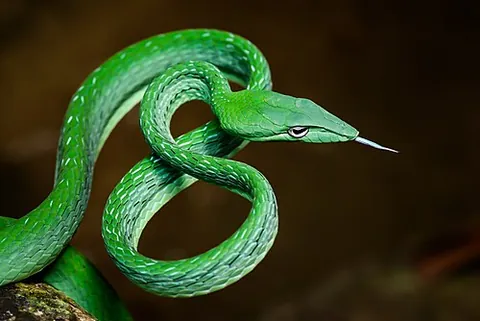 virid: green, verdant