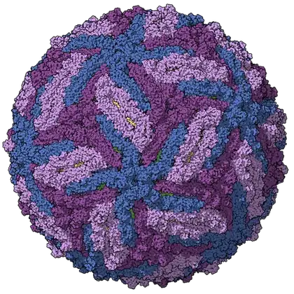 virus: a submicroscopic, non-cellular structure that consists of a core of DNA or RNA surrounded by a...